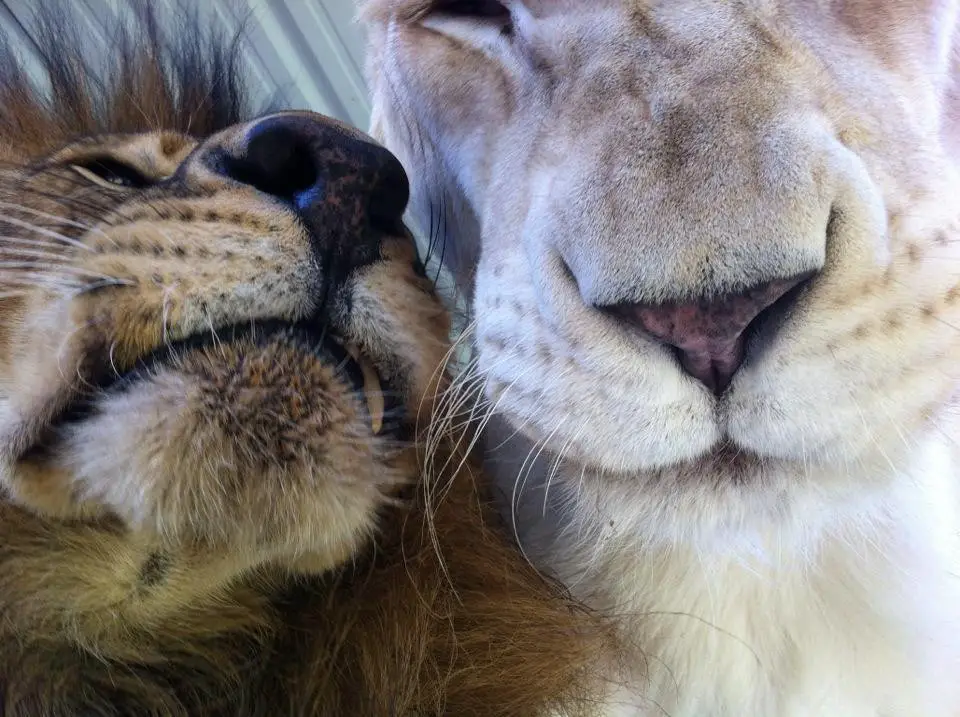 sick lioness finds love