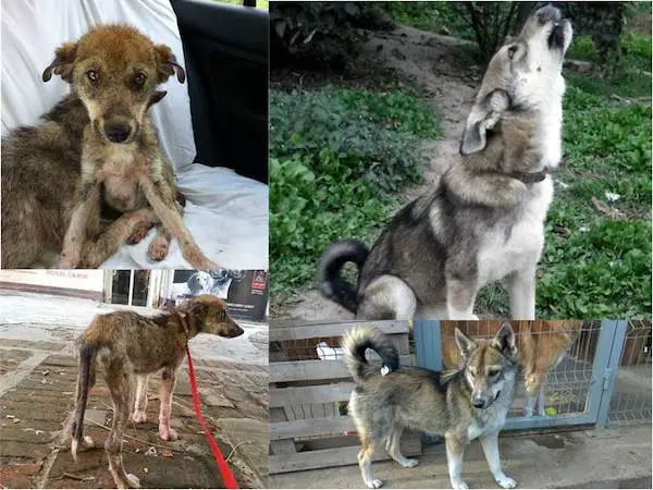 rescued dogs