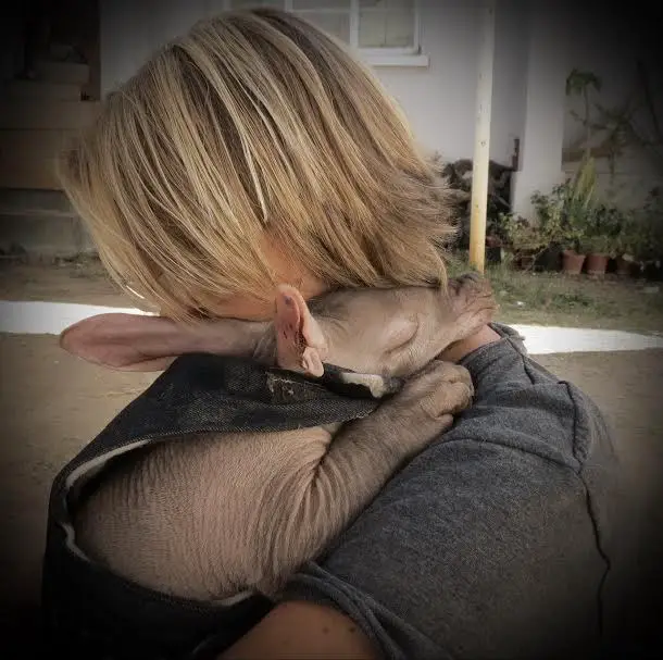 baby aardvark 