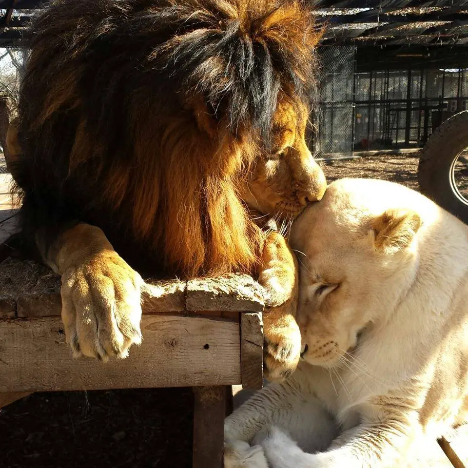 sick lioness finds love