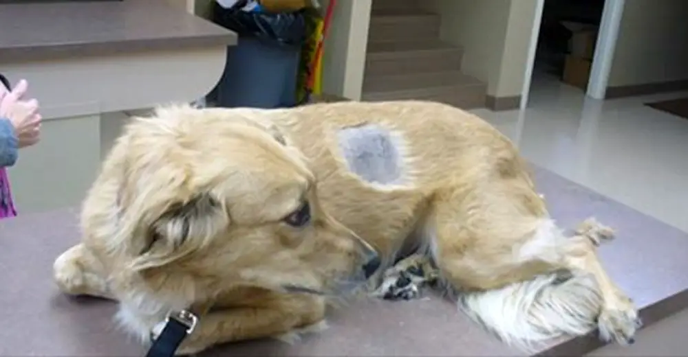 Dog Pain Killers Pets At Home Dog Pain Killers Pets At Home