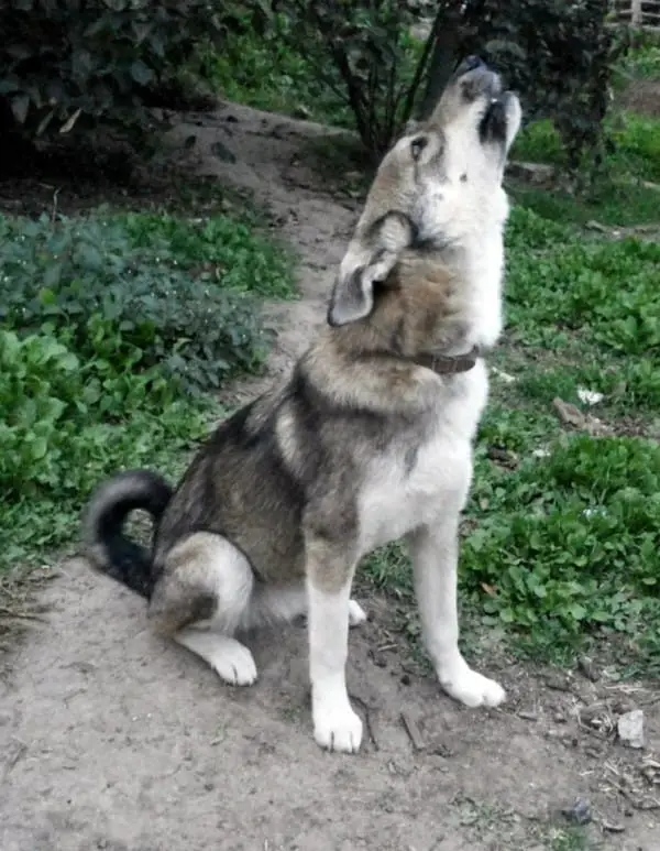 rescued dogs