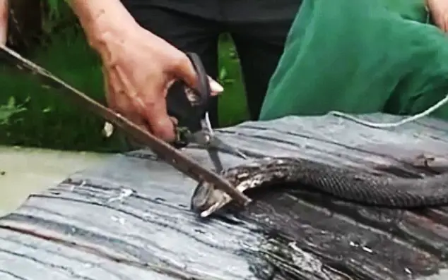 snake head bites