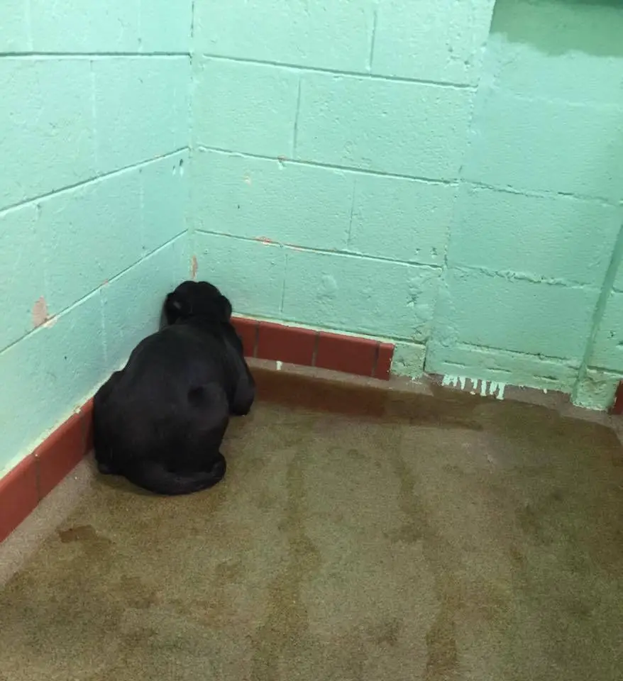 depressed dog