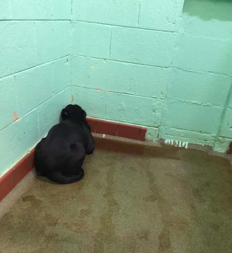 depressed dog