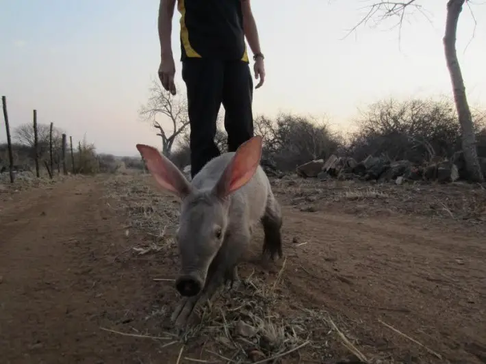 baby aardvark 