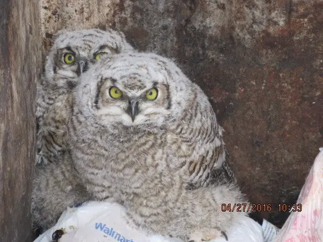 dumpster owls