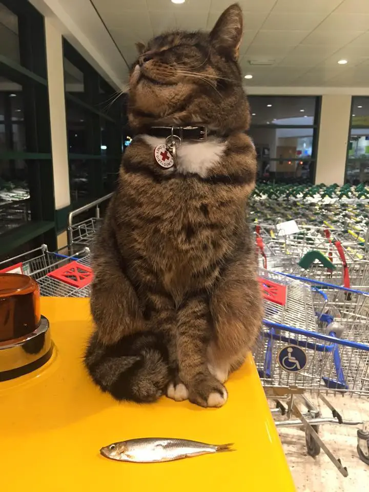 cat in supermarket