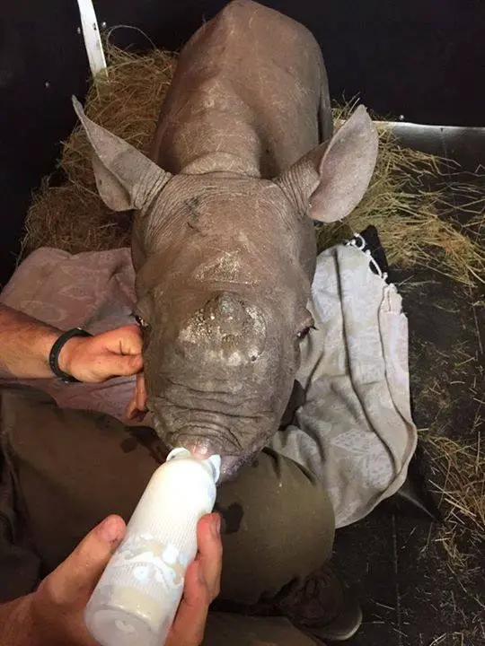 baby rhinos shot