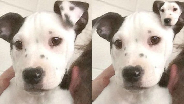 dog with ear selfie
