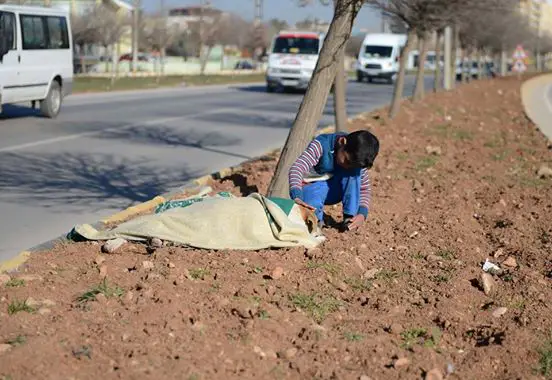 refugee and stray dog