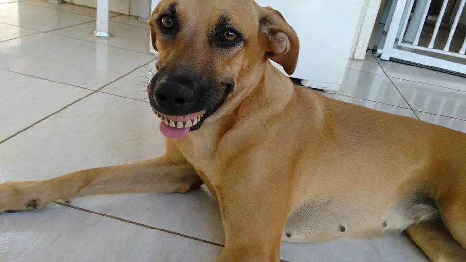 dog's new smile