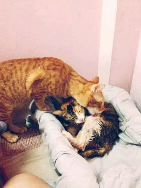 father cat and kittens