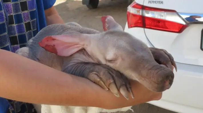 baby aardvark 