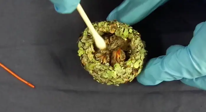 baby hummingbird