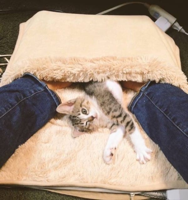 footwarmer kitten