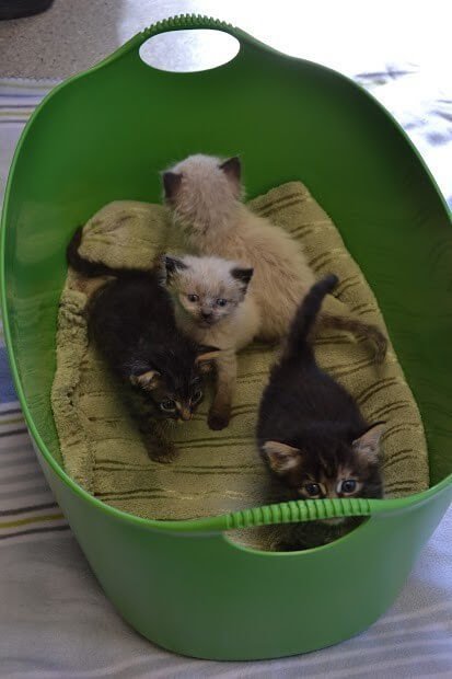 kittens dumpster