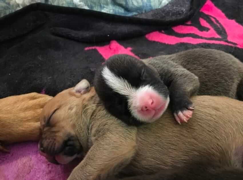 dog and puppies dumped