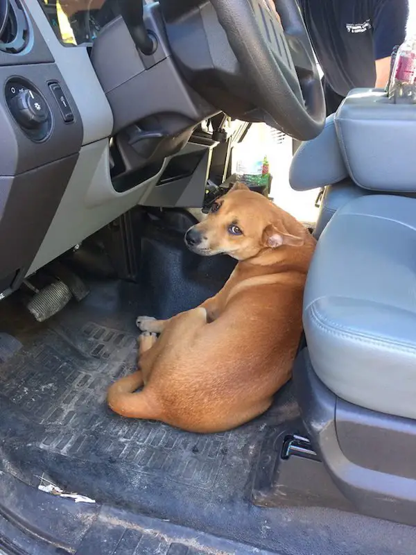 stray dog follows