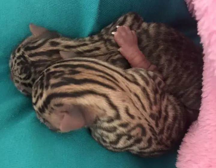 kittens with unusual markings