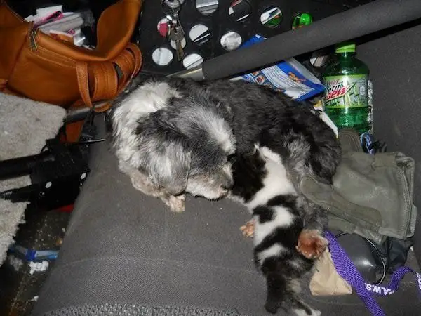 dog nurses kitten