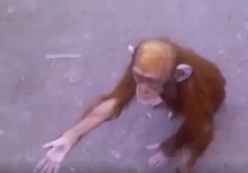 baby chimp begging for help