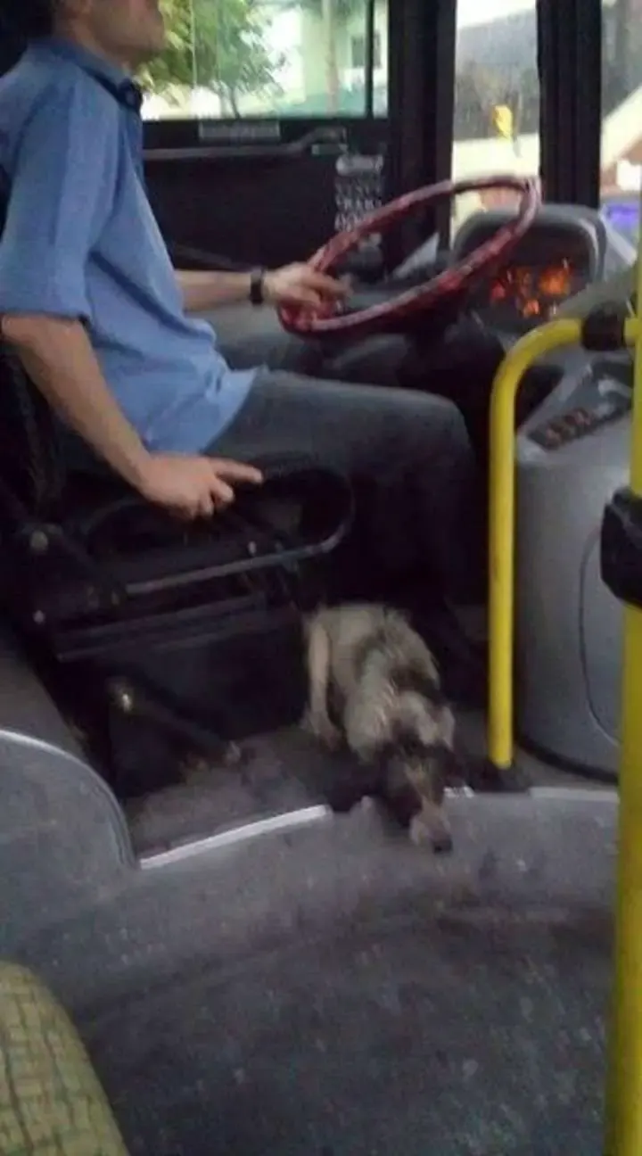 stray dogs bus driver
