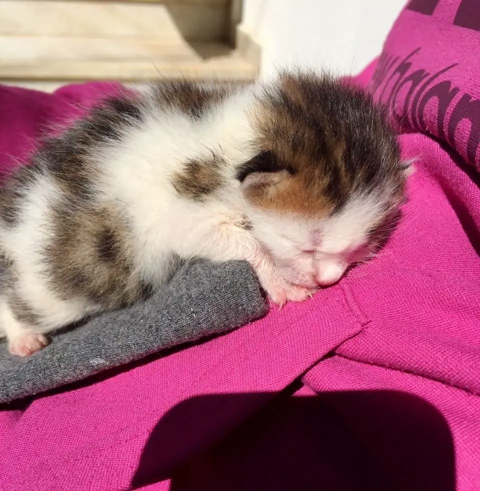 abandoned kitten