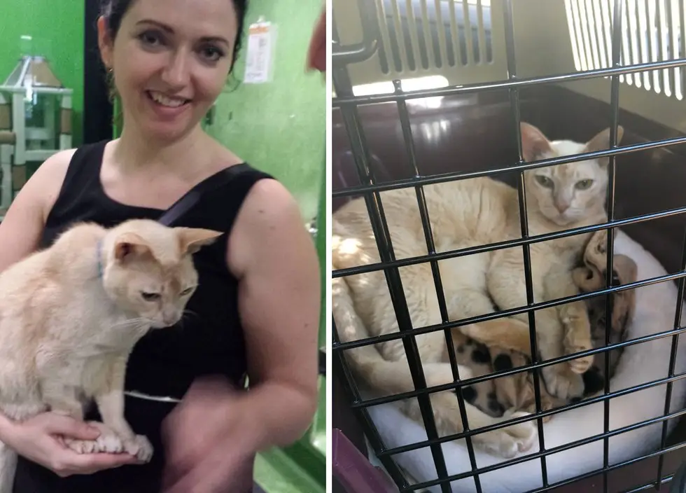senior cat rescued