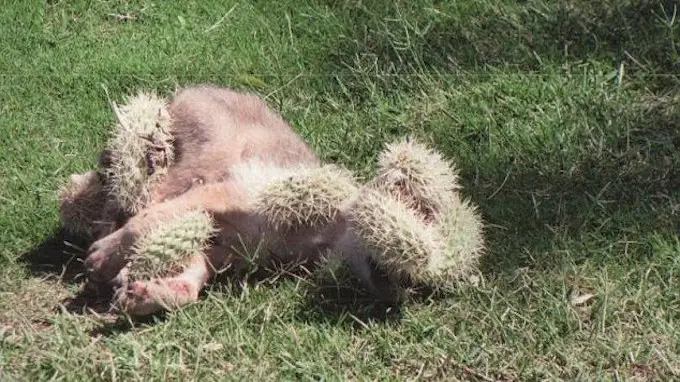 coyote in cactus