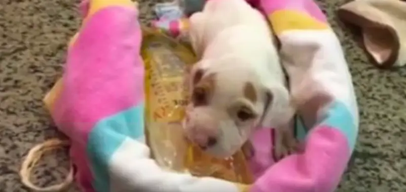 puppy dumpster