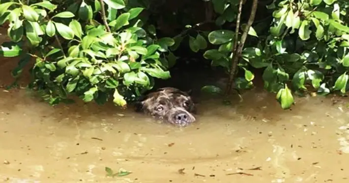 flooded dog