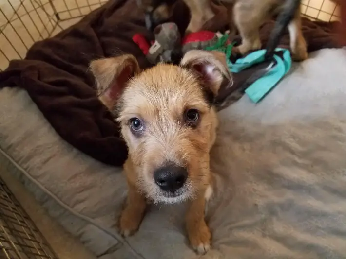 puppies abandoned