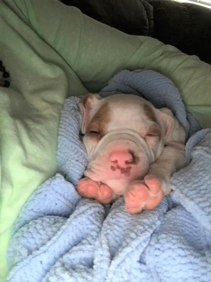 puppy dumpster