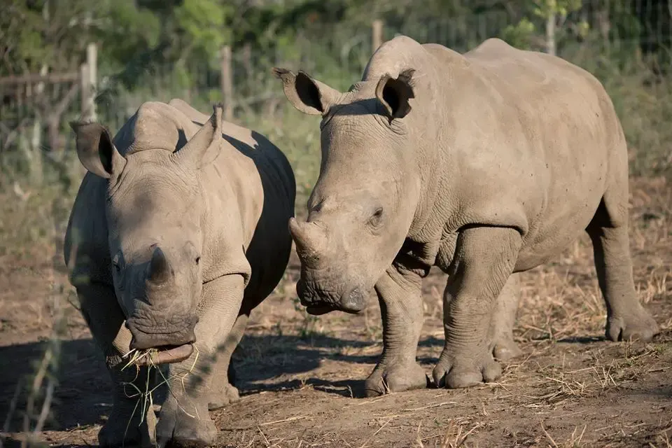 baby rhinos shot