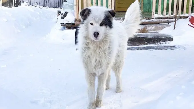 dog saved boy