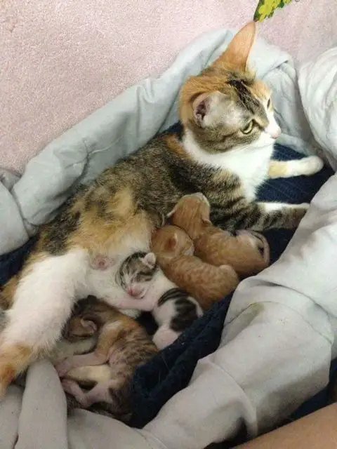 father cat and kittens