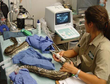 python and woman