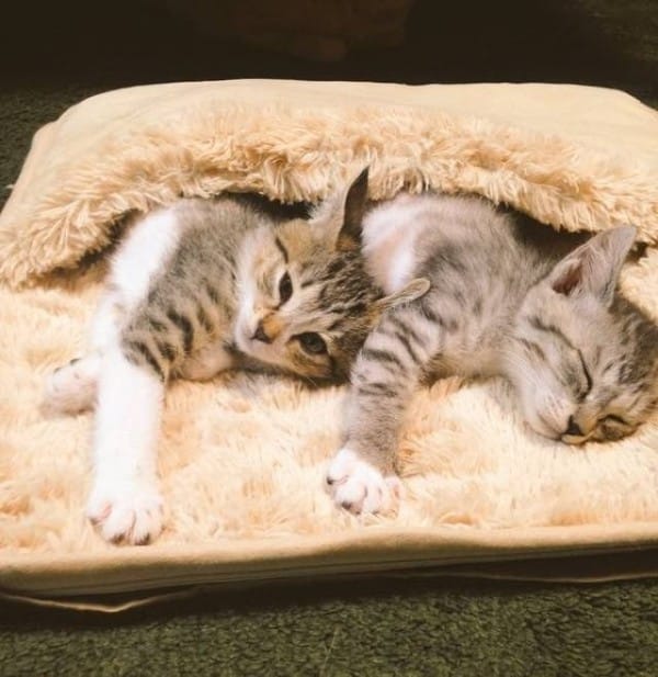footwarmer kitten