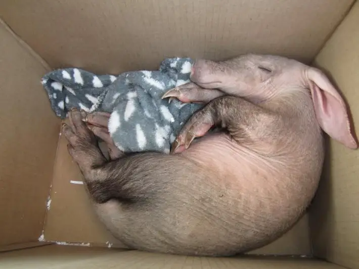 baby aardvark 