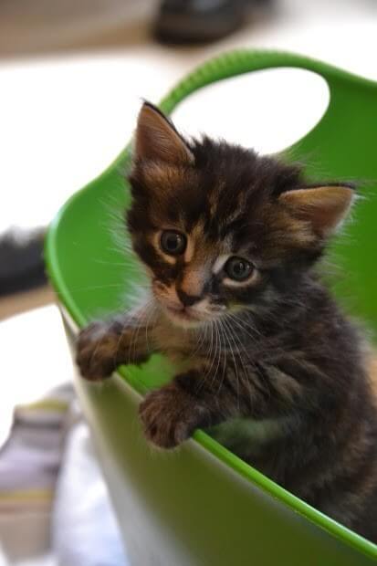 kittens dumpster