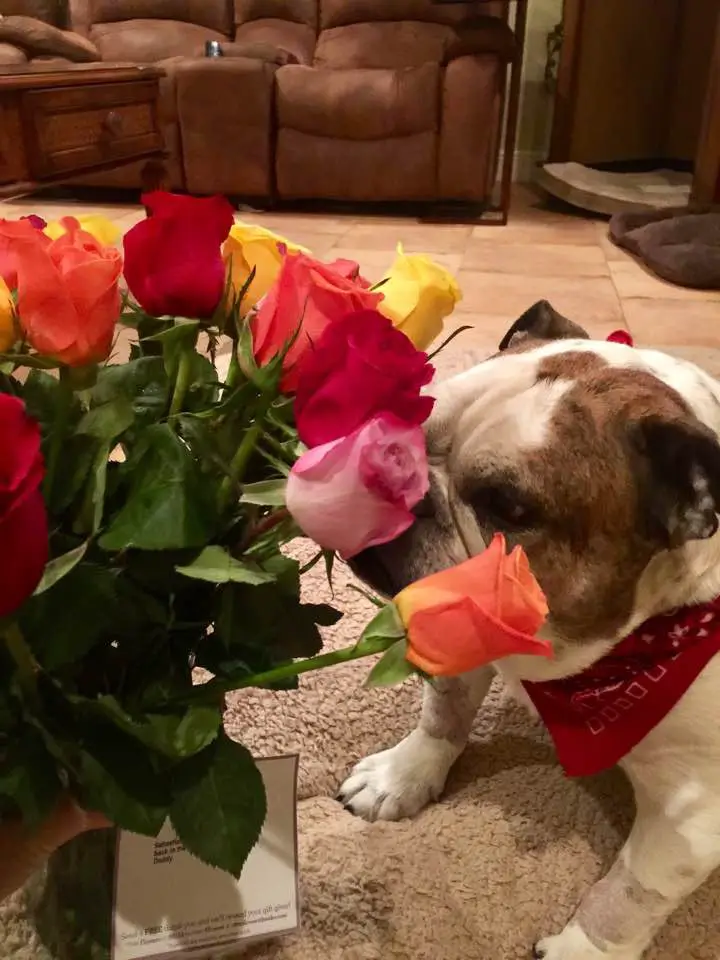 dog and flowers