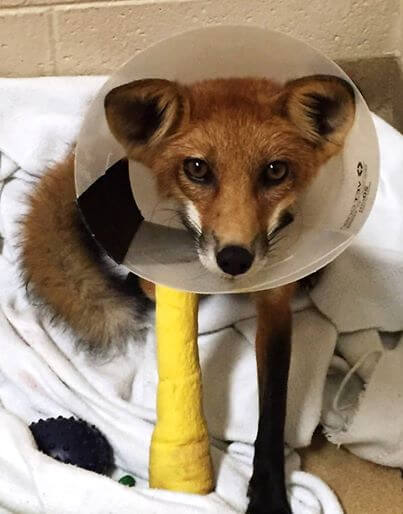 rescued fox