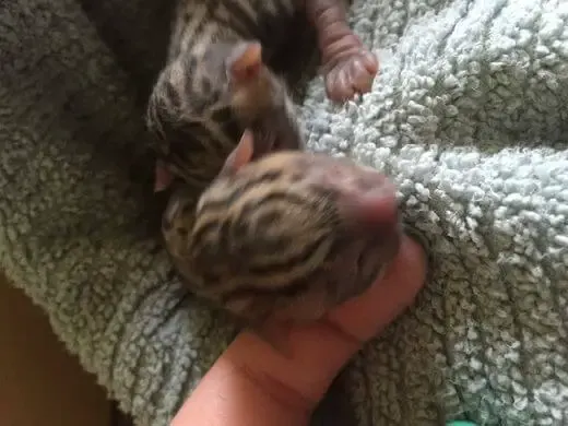 kittens with unusual markings