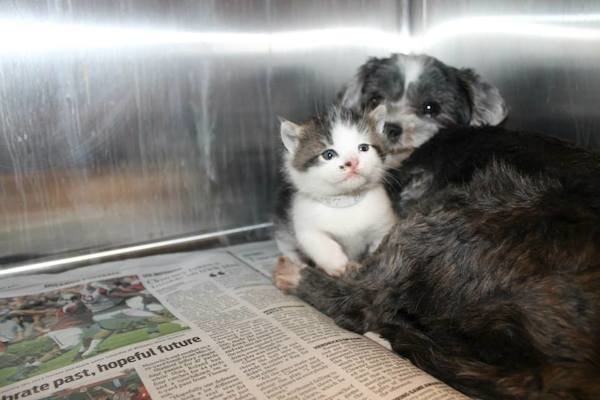 dog nurses kitten