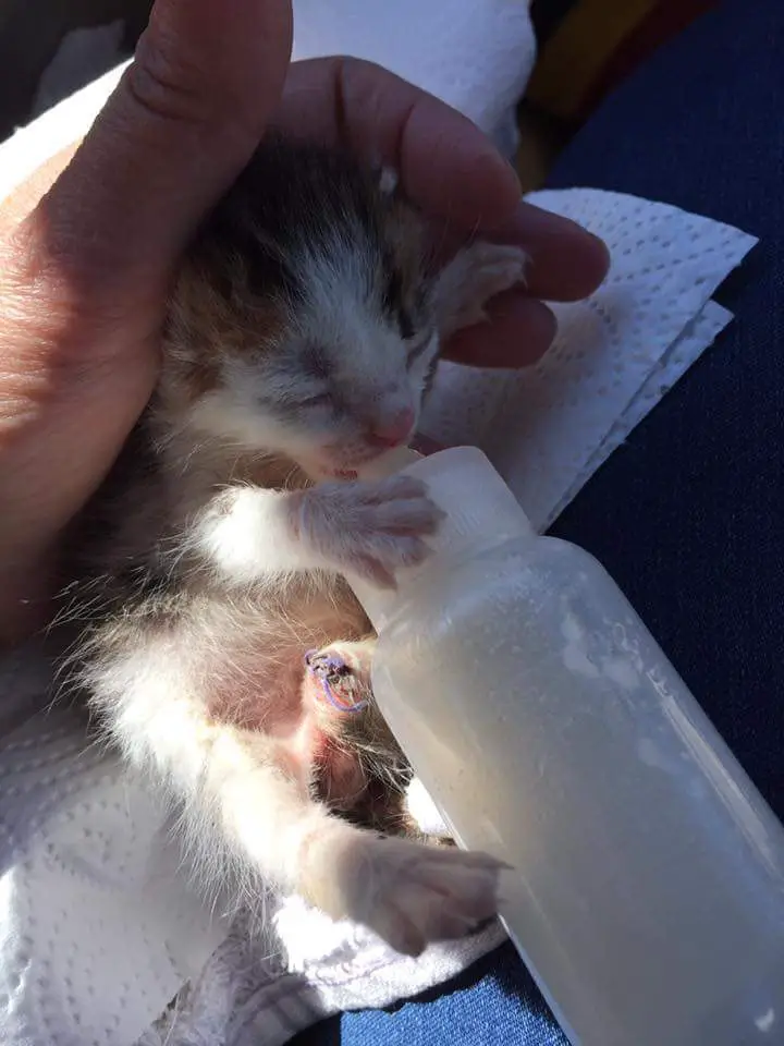 abandoned kitten