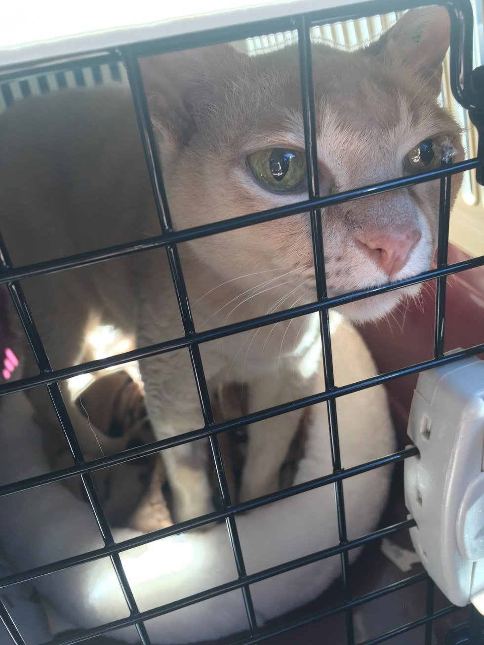 senior cat rescued