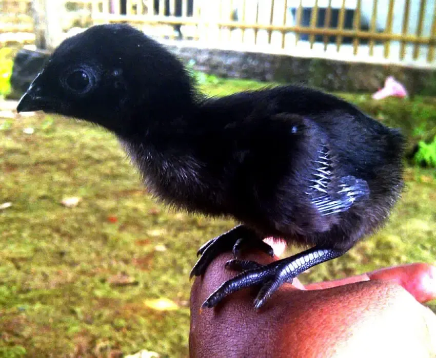 black chicken