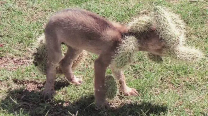 coyote in cactus