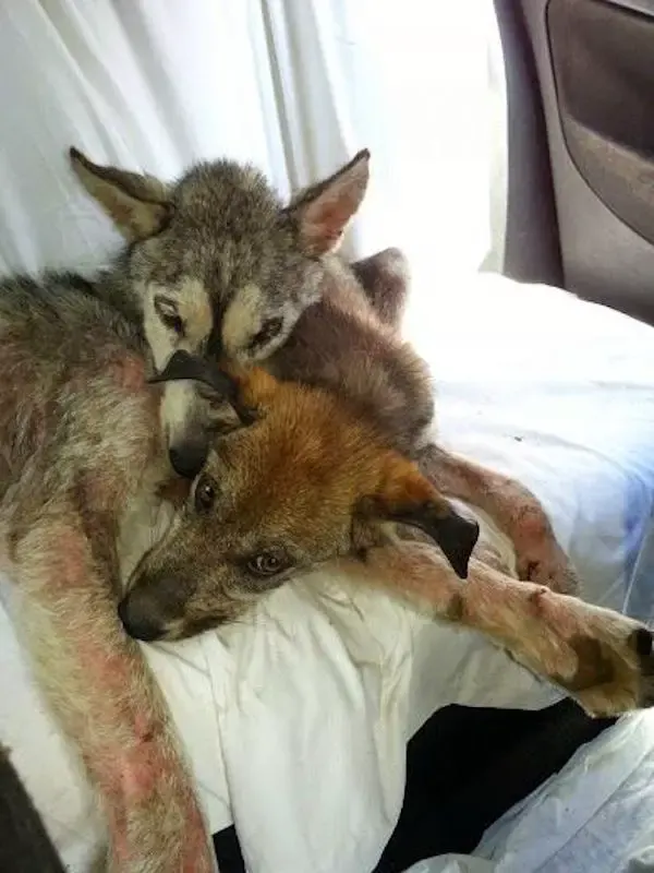 rescued dogs
